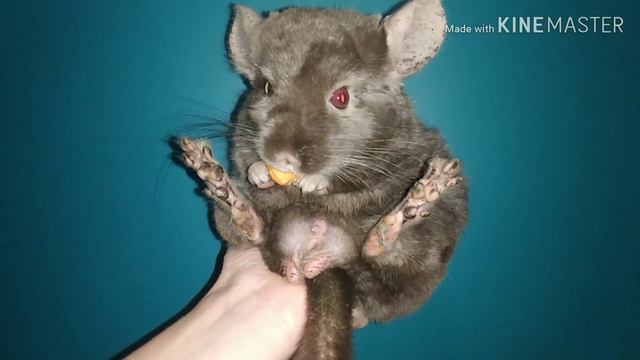 Шиншилловый relax. смотреть онлайн