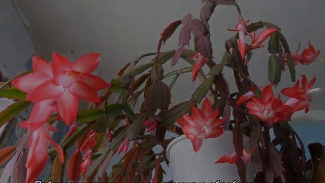 Почему у декабриста вянут и опадают листья — что делать смотреть онлайн