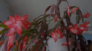 Почему у декабриста вянут и опадают листья — что делать