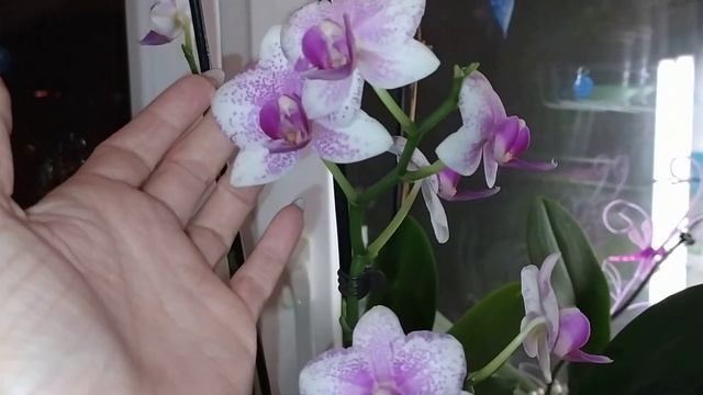 Цветение орхидей. 1 февраля 2021года. Дикий кот, Роттердам, Парфюмерная фабрика бабочка и другие... смотреть онлайн