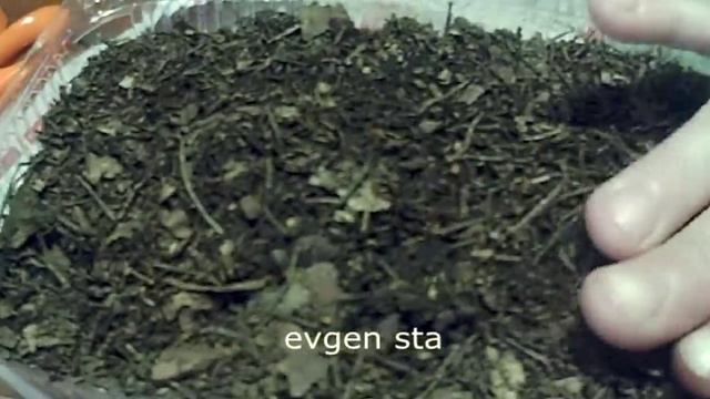 ЛУК РЕПКА из СЕМЯН за один сезон смотреть онлайн