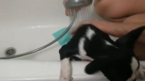 ПЕРВОЕ купание щенка французского бульдога