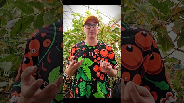 Делайте так и семена взойдут 100% смотреть онлайн