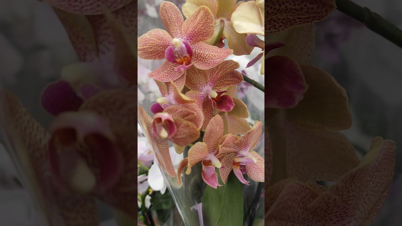 Заходите в гости на мой канал #shorts