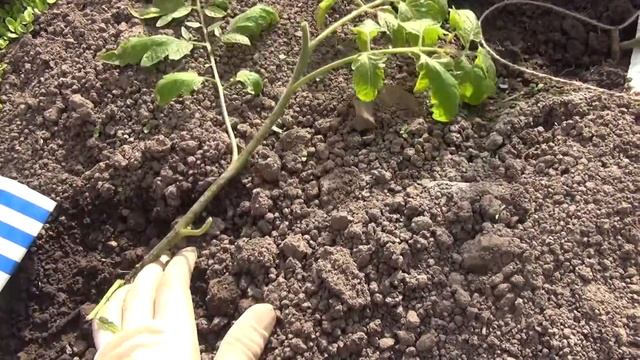 Спасаем помидоры после заморозков . смотреть онлайн