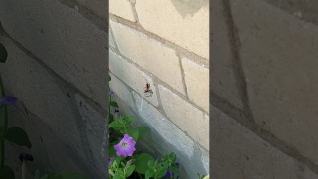 ПАУК-ОСА ЗАЛЯПАЛ КРОВЬЮ ВСЮ СТЕНУ! ЖЕСТЬ! Слабонервным не смотреть!