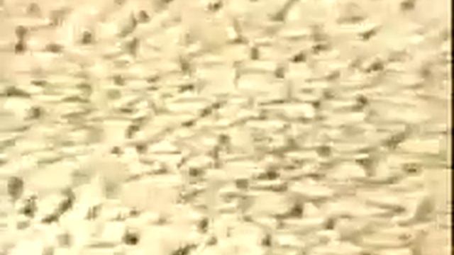 Преграждение реки Евфрат 1975 GOD смотреть онлайн