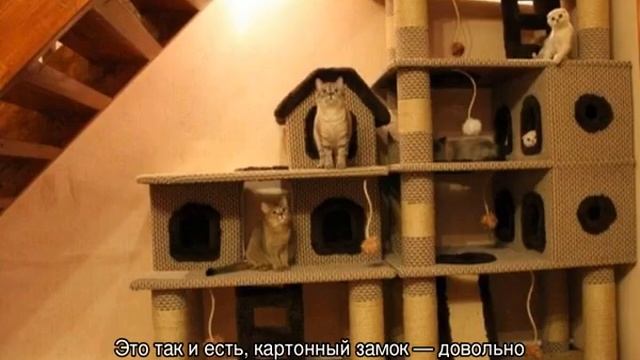 Домик для кошки своими руками из картонной коробки смотреть онлайн