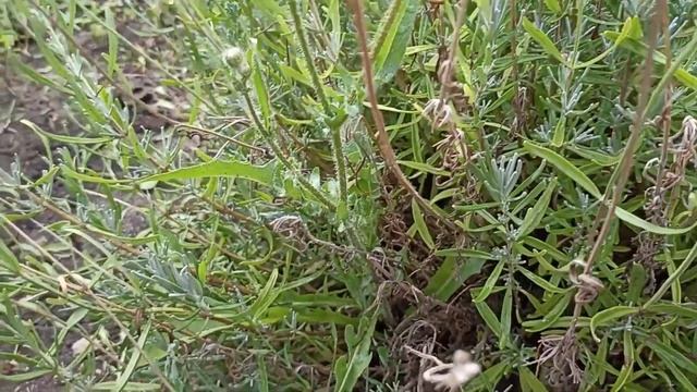 Привожу цветники в порядок! Обрезка лаванды, лилий, шалфея. смотреть онлайн