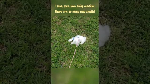 Bella (Coton De Tulear Mix) 11 Weeks Old!