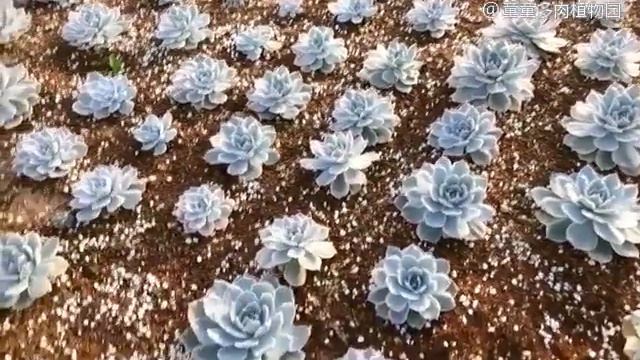 给花友挖一棵地栽的皮氏锦，多肉还是地栽的长得好 смотреть онлайн