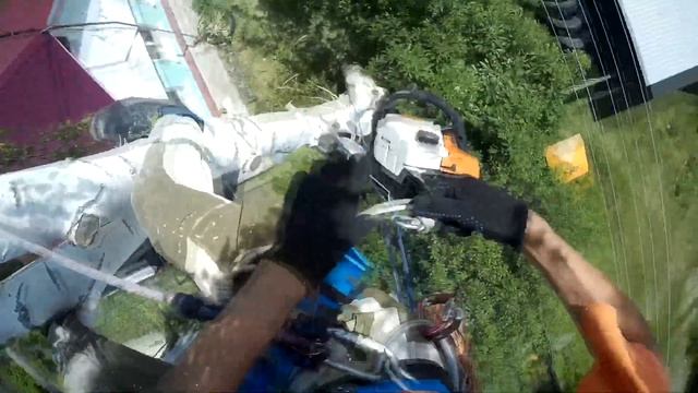 Спил берёзы частями. Как я обхожусь без Гафф. Опускание спиленных частей на землю верёвками смотреть онлайн