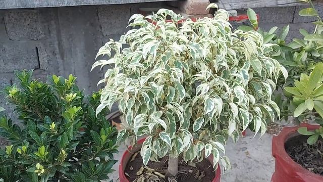 Ficus / Starlight Ficus / Haji Garden