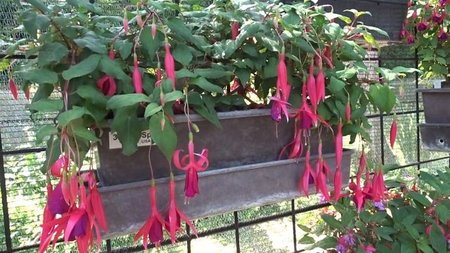 Fuchsia var. Red Spider смотреть онлайн