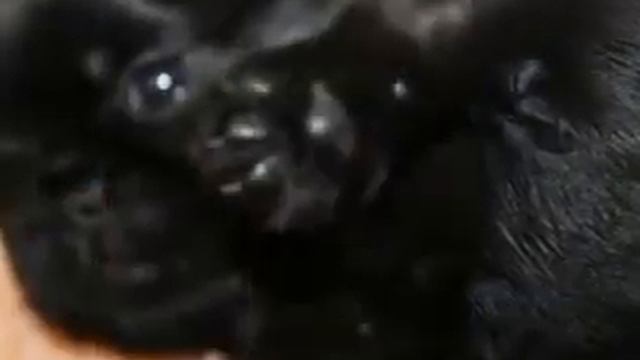 НАШИ ЛЯЛЬКИ!!!!!! смотреть онлайн