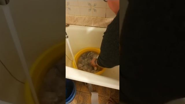 Прямой эфир "О шерсти Акиты" смотреть онлайн