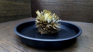 Иерихонская роза. Как оживить древнее растение времен динозавров.