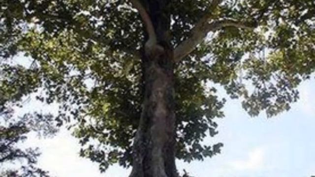 НЕОБЫЧНЫЕ ДЕРЕВЬЯ смотреть онлайн