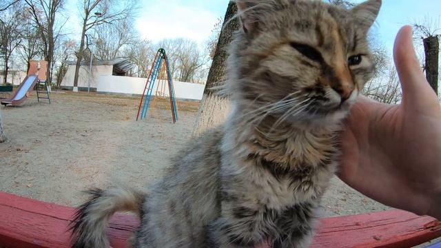 Новоминская | Мурлыканье кошки смотреть онлайн