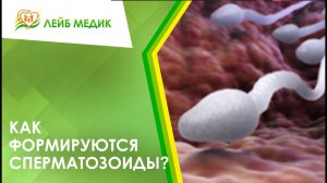 ? Как формируются сперматозоиды?