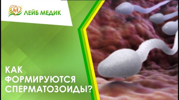 ? Как формируются сперматозоиды?