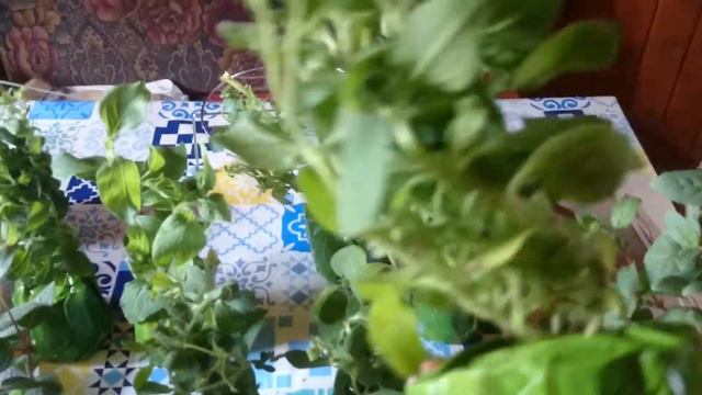 посылка с черенками петуньи, от Якова. смотреть онлайн