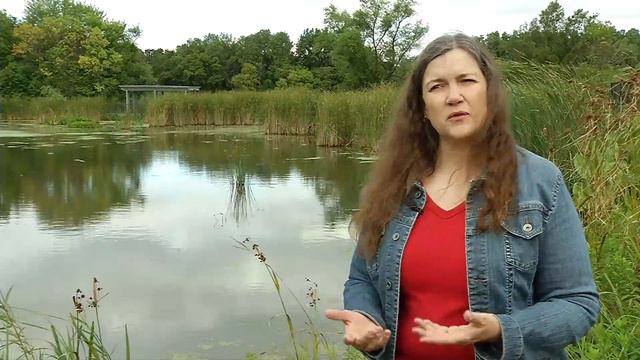 Carnivorous Bladderwort Plant Discovered in Wirth Park смотреть онлайн