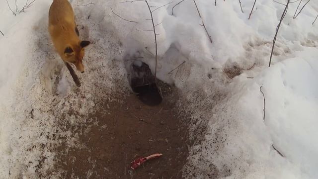 лиса и мясо смотреть онлайн