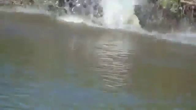 Гепард поймал крокодила смотреть онлайн