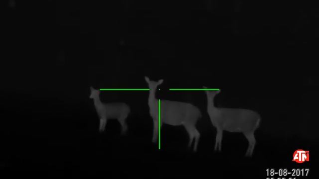 Fallow deer with ATM Mars/Thor 640 2,2-25x смотреть онлайн