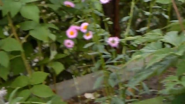 Обзор утреннего летнего сада смотреть онлайн