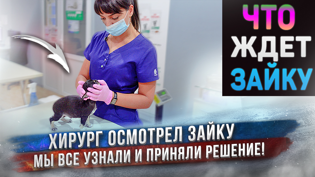 Мы приняли важное решение по чихуахуа Зайке ❗️ ❕ смотреть онлайн