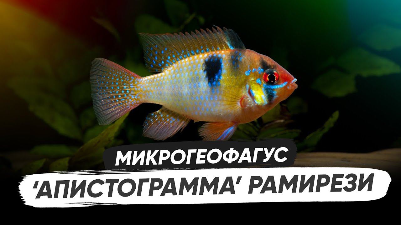 Апистограмма Бабочка / Микрогеофагус Рамирези. Содержание, разведение, оформление аквариума смотреть онлайн