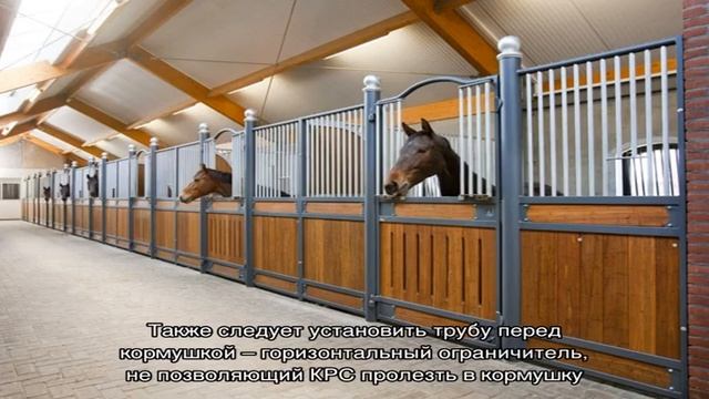 Стойло для коров – как разместить животных