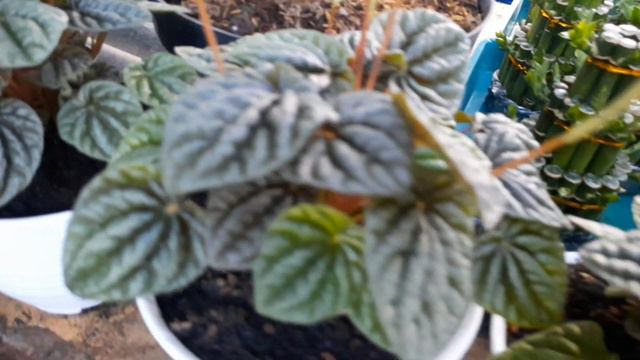 PEPEROMIA TERCANTIK YANG PERNAH SAYA LIHAT
