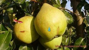 Груша плодовая Просто Мария (prosto maria) ? обзор: как сажать, саженцы груши Просто Мария