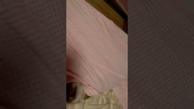 Приколы с кошкой! Машка шалунья. смотреть онлайн