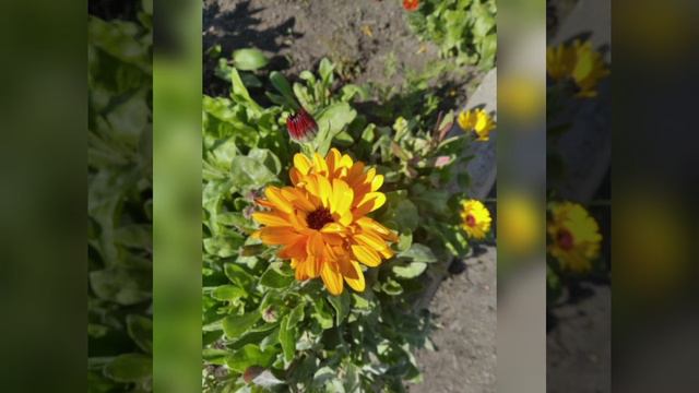 Десять однорічних квітів які сію у відкритий грунт. Друга частина.28.02.2023. смотреть онлайн