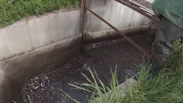 Зарыбления Пруда У Михалыча. смотреть онлайн