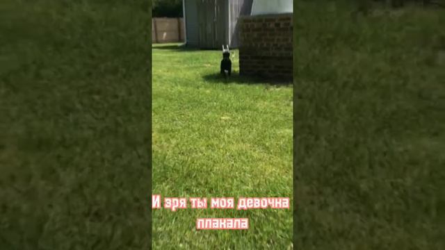 эдит(доберман) поднимите актив пожалуйста смотреть онлайн