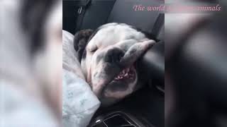 Смешные Кошки ДО СЛЁЗ Коты Приколы с Котами и Кошками 2022 Funny Cats.mp4 смотреть онлайн