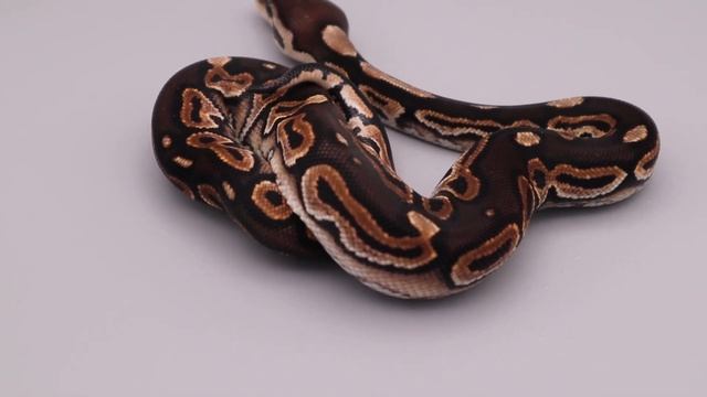 How to set up a first shed box for new ball python Hatchlings смотреть онлайн
