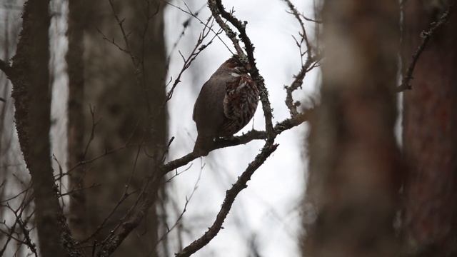 Рябчик. Самка. Весенняя призывная песня. смотреть онлайн