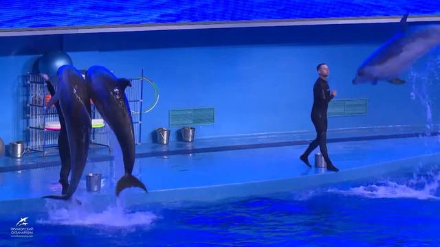 Дельфийские игры в Приморском океанариуме смотреть онлайн