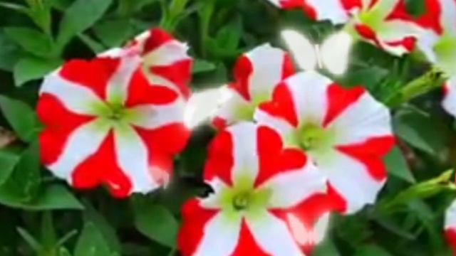 🇦🇪RED PETUNIA(disco remix ) смотреть онлайн
