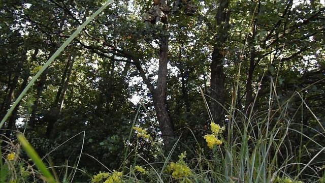 Самодельный тристенд (Черепаха) часть 3. Испытание в лесу. Лабаз своими руками смотреть онлайн