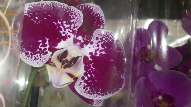 ОБЗОР ОРХИДЕЙ В ЛЕРУА МЕРЛЕН//22.05.24// смотреть онлайн