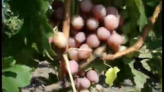 Struguri de masa,Table Grapes,Столового винограда смотреть онлайн