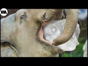 ▶️ Еда за которую все животные готовы умереть