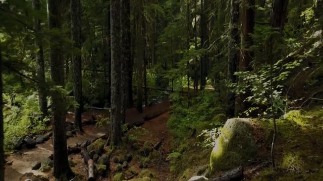 Мужчина и его собака попали в беду, на подмогу к ним вышел ВОЛК... смотреть онлайн